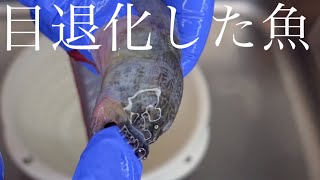 エイリアンと呼ばれている魚を捕まえに行ってきた・・・