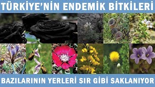 Türkiye'nin Endemik Türleri | Bazı Endemik Türlerin Yerleri Sır Gibi Saklanıyor