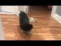 Rescue duck quacks for joy when owner comes home Rescue duck quacks for joy when owner comes home