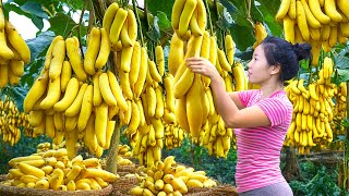 Harvesting Sweet CHUOI HOA Hybrid Banana Fruit,Processing Banana Go To Market Sell|Harvesting Fruits