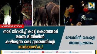 കാട്ടുകൊമ്പന്മാര്‍ നാട് കയ്യേറിയ ഭീകരകാഴ്ച | Wild Elephants Kothamangalam |