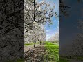 almond blossom in california springflowers favoriteseason