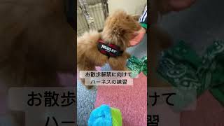 【 #初体験 】 ハーネスの練習動画 #パピー #トイプードル #ハーネス #お散歩  #puppy