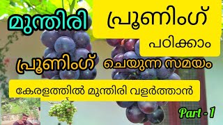 How to prun grapevines. മുന്തിരി pruning. Grape pruning in malayalam. grape pruning time kerala.