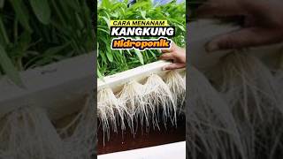 CARA MENANAM KANGKUNG HIDROPONIK #garden #pertanian #berkebun #kangkung #hidroponik #spinach