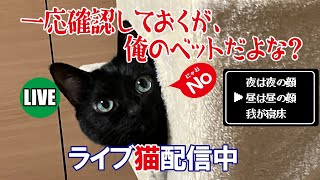 【猫ライブ】一応確認しておくが、俺のベットだよな？ 2025.1.24【前半】猫の寝姿が中心になりますので動きがほぼありませんｗ