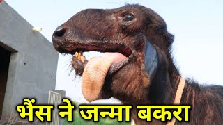 भैंस ने जन्मा बकरा || buffalo gave birth to goat || Pashupalan Vikas Manch