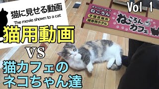 【ネコ】猫に見せる動画 VS 猫カフェのネコ達  (福岡県飯塚市 ねころん)