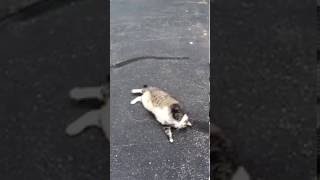 Fat cat attempts to roll over