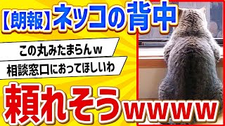 【朗報】ネッコの背中が頼りがいありすぎｗｗｗ【2ch動物スレ】