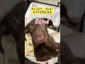 ラブラドールレトリーバー チョコ 🐕　カメラが気になってつい飛び付いてしまう　 ラブラドールレトリーバー ポッキー