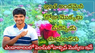 ఎప్పుడూ చూడని అందమైన రోజా మొక్కలు|summer plants|#gardening #plants #rose #explore #trending #tips