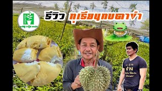 รีวิว...ลูกทุเรียนพันธุ์กบตาขำ | ลุงหมูป้าตุ้ยพันธุ์ไม้