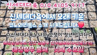 💕신세대다육 010.4105.9117💕 코노와 리톱스 묵은아이들~여러분 1월1일 첫 새해 입니다 모두 새해 복 많이 받으세요^^