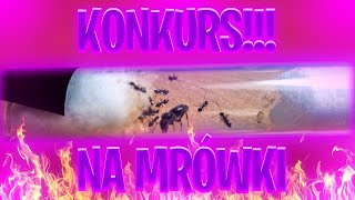 KONKURS NA MRÓWKI!!! | Kubsonix Ant