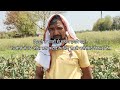 फूल गोभी की पांच प्रजातियों में कौन सबसे बेस्ट top cauliflower variety for march april harvesting