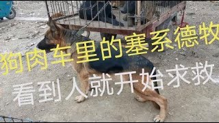 一条通人性纯种德牧不知道怎么回事丢进狗肉车，看到来人就求救