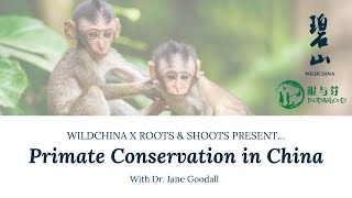 WildChina x Roots \u0026 Shoots | Primate Conservation in China