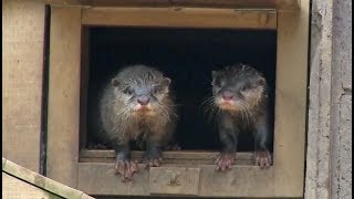 ◆コツメカワウソ   埼玉県こども動物自然公園 2018-3