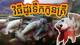 វិធីប្តូរទឹកកូនត្រីក្រឹម + Update ត្រីក្រឹម​ដែលបង្កាត់​ #bettakeeper #ត្រីក្រឹម #betta #ប្តូរទឹកត្រី