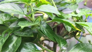 Grafting Pepper Results: My FrankenPepper Part02