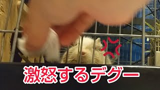 怒るデグー