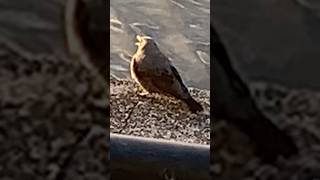 謎の鳥の全容が明らかに！この鳥何の鳥？！