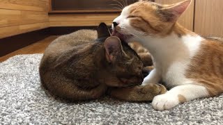 【仲良し兄妹猫】夢中で毛づくろいをしてあげる三毛猫モコたん。気持ち良さそうなキジトラ猫コロロ。終わらない毛づくろい。