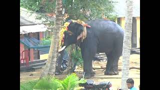 മദമിളകിയ ആന ചെയ്യുന്നത് കണ്ടോ | ചളിങ്ങാട് ആന ഇടഞ്ഞ് പാപ്പാനെ കുത്തിക്കൊന്നു. ดูว่าช้างบ้ากำลังทำอะไร