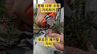 나무 가지치기 / 예쁜수형을 위한 꿀팁 / #진백 #향나무