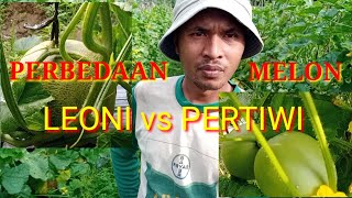 RAHASIA SUKSES TANAM MELON LEONI DENGAN PERTIWI II PERBEDAANNYA