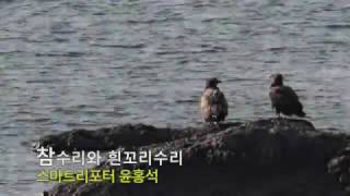 참수리와 흰꼬리수리_채널A 오늘의 영상_스마트리포터 동영상