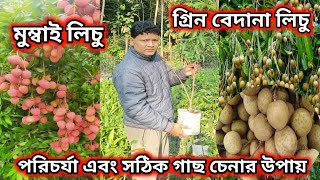 মুম্বাই লিচু,গ্রীন বেদনা লিচু,সঠিক জাত এবং তার পরিচর্যা।