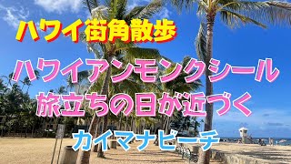 501 【ハワイ街角散歩】　ハワイアンモンクシール赤ちゃんの名前が決まりました！