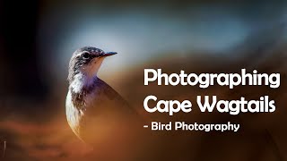 Photographing Cape Wagtails - In Field Ep. 1 (South Africa)