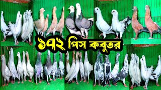 সবচেয়ে কমদামে ১৭২ পিস বুদাপেস্ট,দামাসিন, চিলা,গররা,লাহোরী কবুতর কিনলাম | খামারিদের কথা | Pigeon |