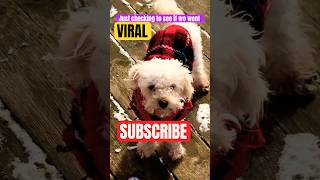 🤔is it tho ? #fypシ゚viral #fypシ #shorts #cute #puppy #dog #pets #funny #toypoodle #puppies #doglover