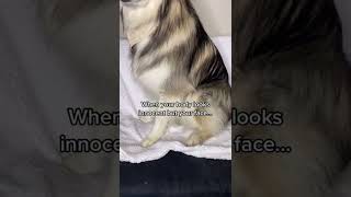 Innocent body? #shorts #cutepets #cutedogs #funnypets #funnydogs #alaskanmalamute #doglover #dog