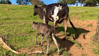 A novilha URUANA pariu um bezerrão