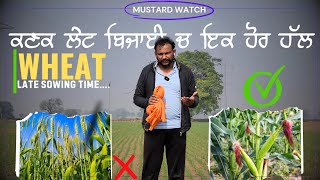 ਕਣਕ ਦੀ ਲੇਟ ਬਿਜਾਈ ਨਾਲੋ ਮੱਕੀ ਇੱਕ ਵਧੀਆ ਆਪਸ਼ਨ ਹੈ late sowing wheat vs spring maize