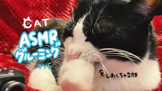 👅猫が爪を噛む顔が可愛すぎるグルーミング🎧ASMR_cat #45