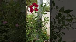 വള്ളി റോസ് /climbing rose🌹🌹#shorts #trending #status