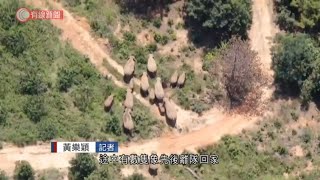 雲南象群回家 目前仍距西雙版納400公里 - 20210809 - 有線中國組 - 有線新聞 CABLE News