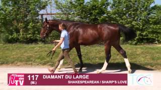 ARQANA - Breeze - Up - 2015 - Lot 117 - M by SHAKESPEAREAN  / Sharp's Love