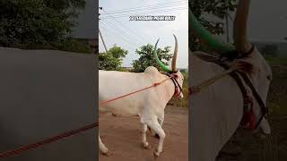 ಕೊಣ್ಣೂರ ತೆರಬಂಡಿ ಮೈದಾನ 🚩#varel #terending #terabandi #youtube #janpada #kannadajanapada #bulllovers