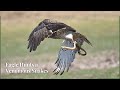 Eagle Hunts a Venomous Snakes