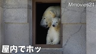 Polar Bear Mom and cub calm indoor ドキドキ体験のあと　ホッキョクグマ親子