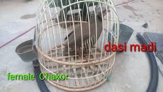 dasi female shikari madi awaz sound voice keklik sesi hunter bird#female #madi#birds #hunting #viral