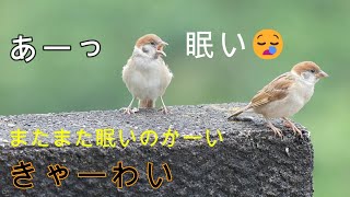 幼鳥達（雀メスーイソヒヨドリのオス）