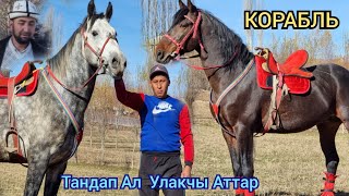 КОРАБЛЬ 💥 Улагы Таамай Аттарды Тандап Ал Буркан акеде/ Көк Мончок